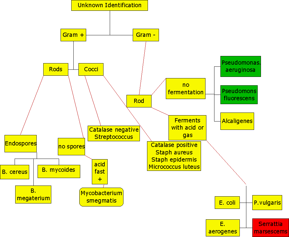 Flow Chart For Unknown In Microbiology