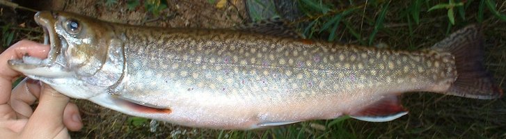 Record Brook Trout
