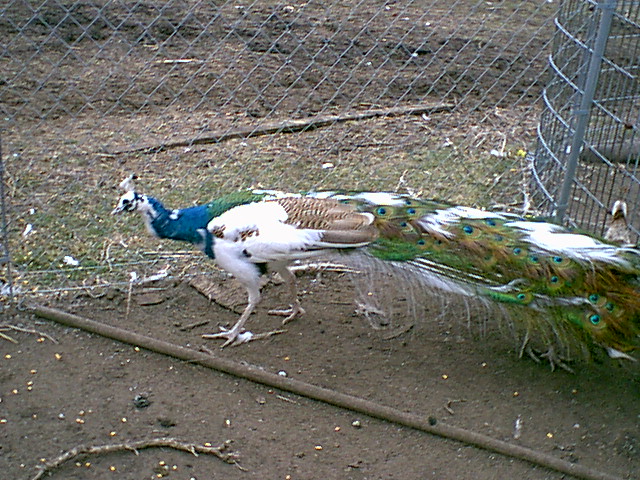 Blue Pied Cock