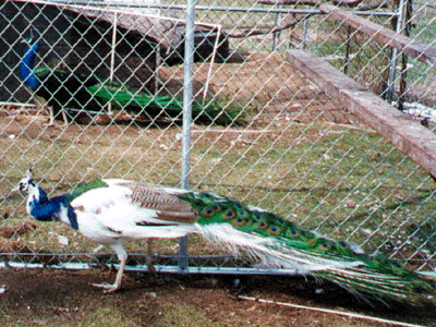 Blue Pied Peafowl
