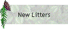 New Litters