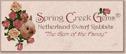 Spring 

Creek Gems Netherland Dwarf Rabbits - The Gem of the Fancy