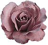 rose01.gif (4921 bytes)