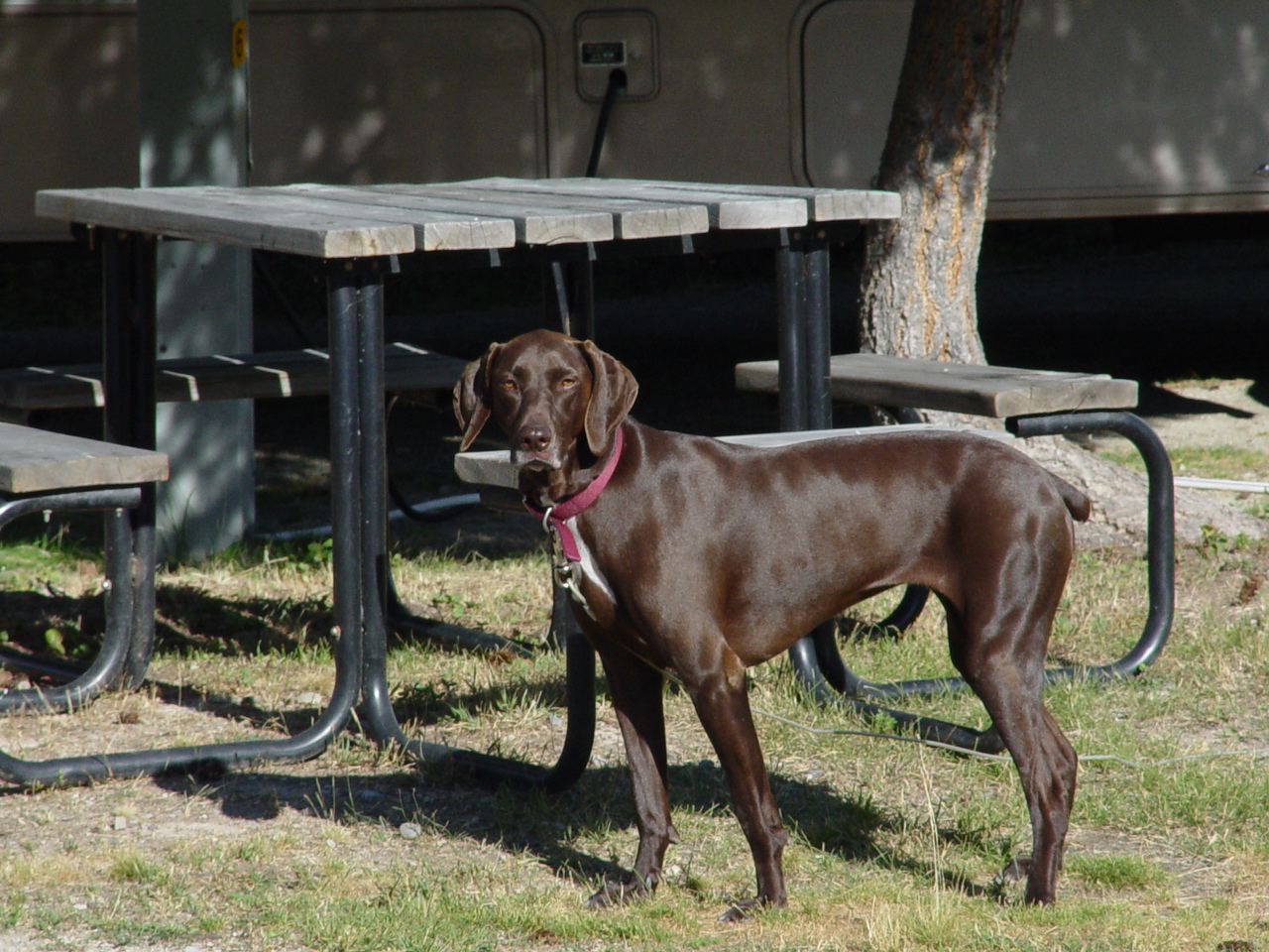 The pointer/pooper/garbage eater