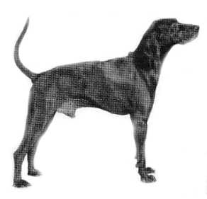 grey coonhound