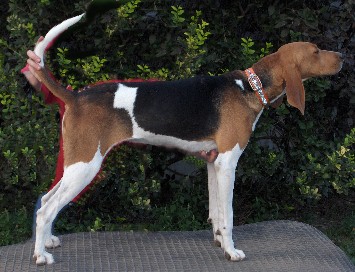 walker hound for sale