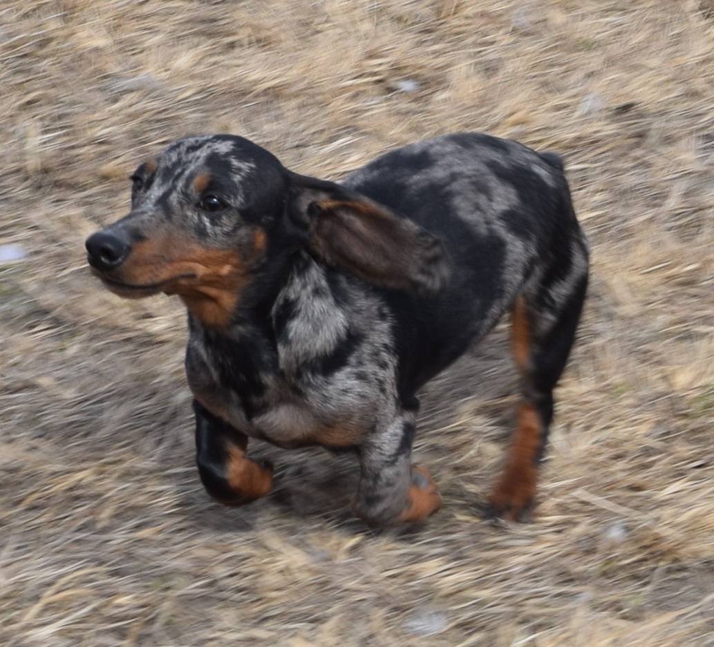 retired dachshunds for sale