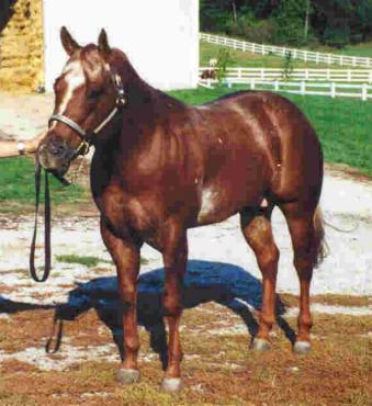 UR A Cowgirls Dream - Appaloosa stallion