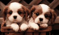 puppywinkpic.gif(204800 bytes)