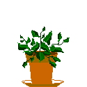 Animated Plant