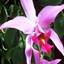 Tropical Orchid