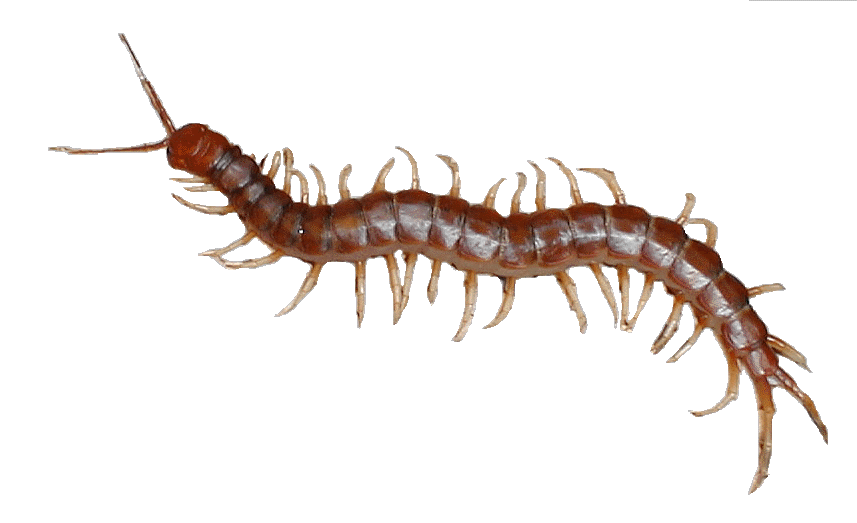 Giant Peruvian Centipede