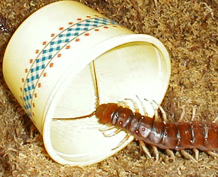 Centipede in Water Dish