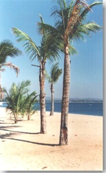 images/palm tree.jpg (27921 bytes)
