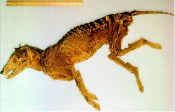 Image result for western australian thylacine