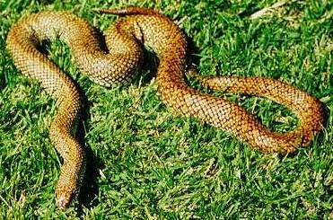 Speckled Hognose Snake L . geayi