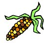 fall corn