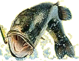 Largemouth Bass, Hybrid Striper, Sunnies, Bluegil, Trout, Channel Catfish & More!  Bauer's Fishing Preserve