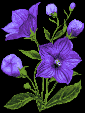 flower(1).gif (9850 bytes)