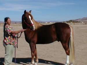 Ruddell's Flash, chestnut sabino stallion