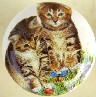 Cabinet knob pulls Cute Kittens cat