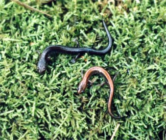 Redback Salamanders