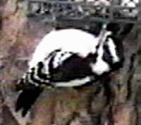 bird photo of female downey woodpecker