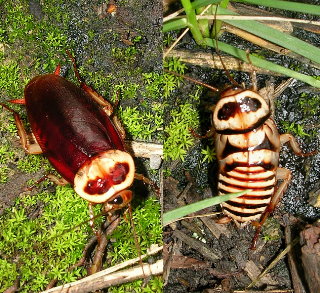 Малоизвестные виды тараканов Dorini2