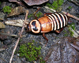 Малоизвестные виды тараканов EdecipiensAdult
