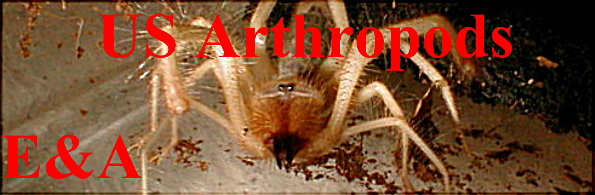 go to Arthropods