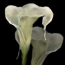 calla lillies