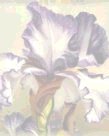Purple Iris Seamless