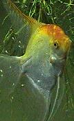 Angelfish, Fish Of The Month?