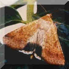 heliothis moth