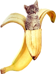 Cat in Banana