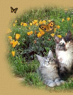 Kittens, butterflies and flowers