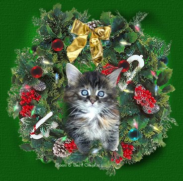 Kitten in a wreath