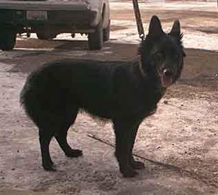 This is photo of Shelby, a beautiful black German Shepherd cross