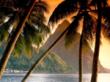 Webshots picture - Tropical  Scene with palms and mountains