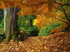 fall_trees