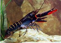 Redclaw Crayfish