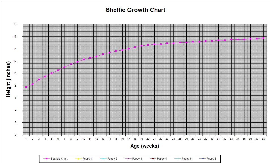 Sheltie Size Chart