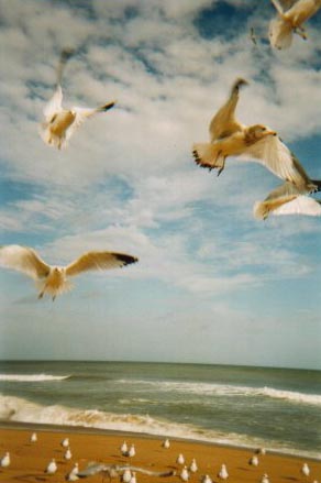 More gulls at Nag's Head - December, 2000