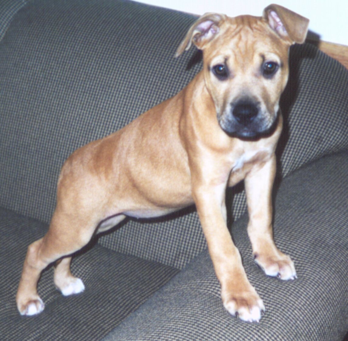 Queen of the couch.