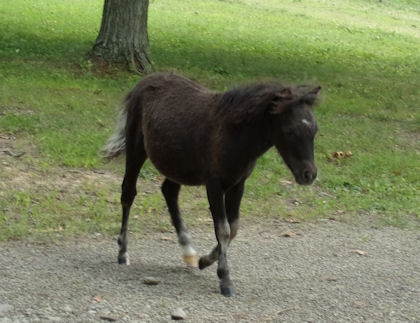 Where can you find miniature horses for sale in Pennsylvania?