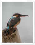 Common Kingfisher24642.jpg (99565 bytes)