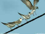 White-winged Terns.jpg (60075 bytes)
