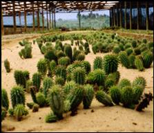 How Hoodia help you lose weight