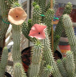 Suppress appetite with Hoodia