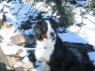 Bernese Mountain Dog, Oscar